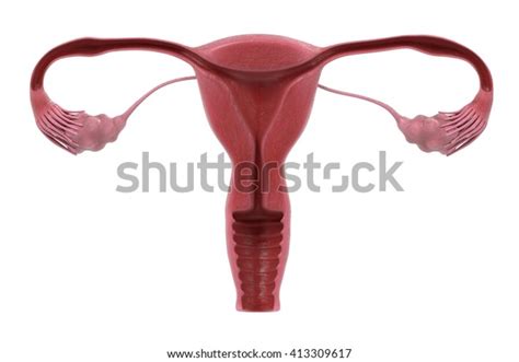 3d Renderings Female Reproductive System Stock Illustration 413309617