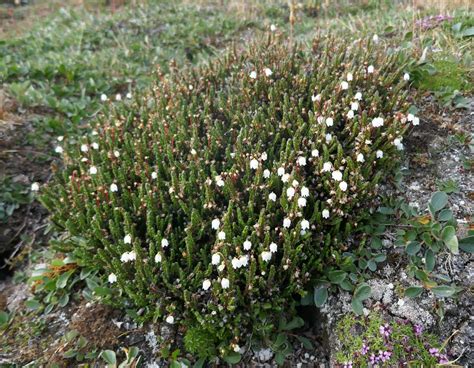 Arctic Bell Heather Cassiope Tetragona Nunavut Canada Paul Galvin