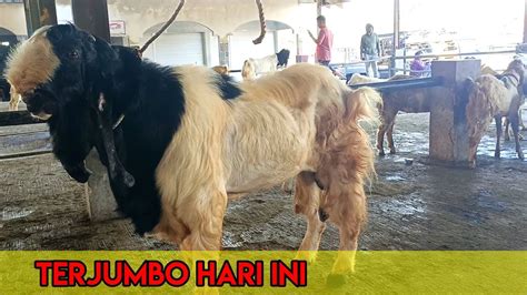 Harga Kambing Kurban Di Pasar Petambakan Banjar Negara Hari Ini Youtube