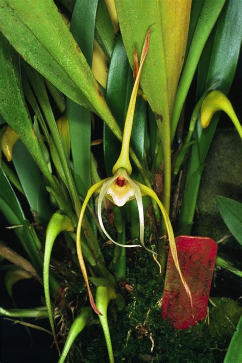 Maxillaria Arachnitiflora Species From Costa Rica And Pana Flickr