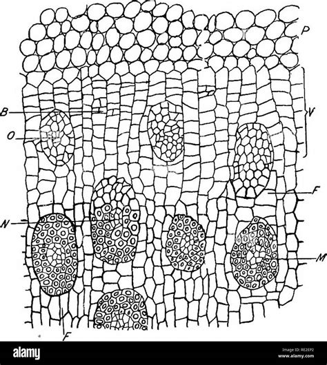 Plant stem cross section Black and White Stock Photos & Images - Alamy