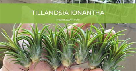 Tillandsia Ionantha Varieties And Hybrids – Air Plant Expert