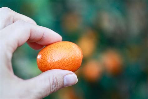 What Is A Kumquat How To Eat A Kumquat Benefits Recipes