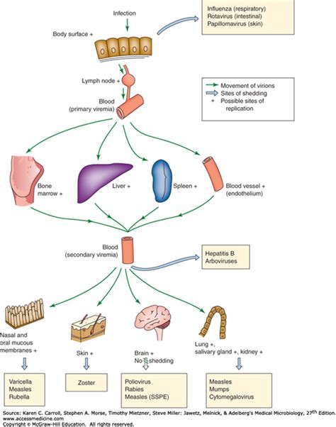 Pathogenesis and Control of Viral Diseases | Basicmedical Key