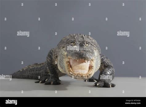 American Alligator (Alligator mississippiensis) standing, seen head-on ...