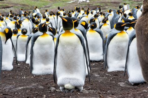 What S The Difference Between An Emperor Penguin And A King Penguin