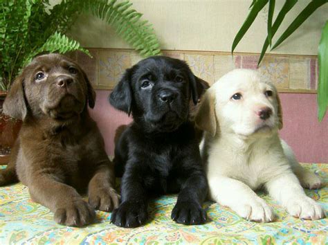 6 Cool Facts About Labrador Retrievers