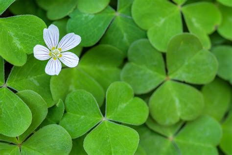 Go Plant Shamrocks Today Plantscapers