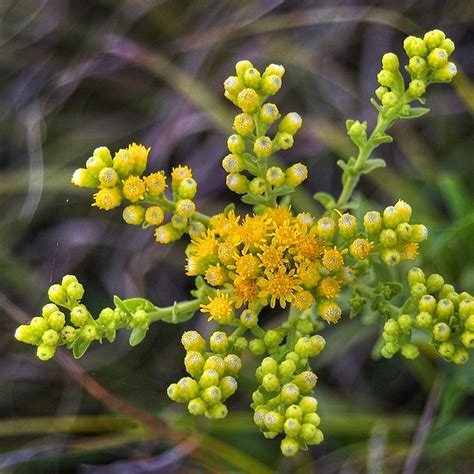 62 best ideas about State Flowers Across America on Pinterest | Apple ...