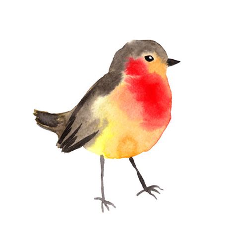 Robin Illustrations Royalty Free Vector Graphics And Clip Art Istock