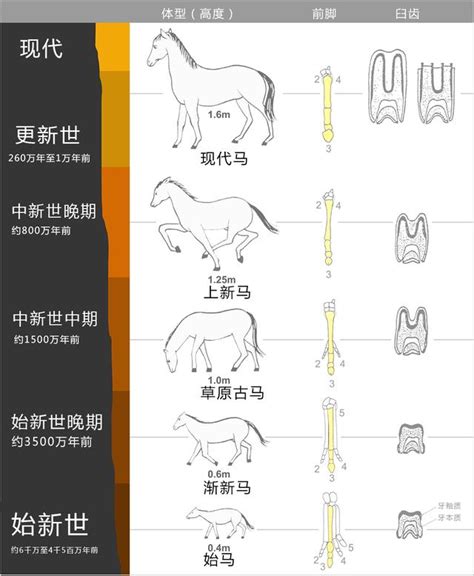 如何区分马、骡子和驴？它们之间存在哪些差异？ 百科ta说