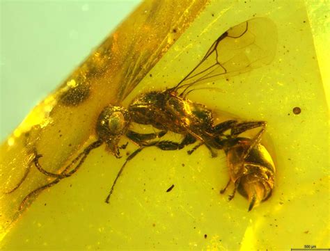 Insektenforscher Entdecken L Ngst Ausgestorbene Wespe