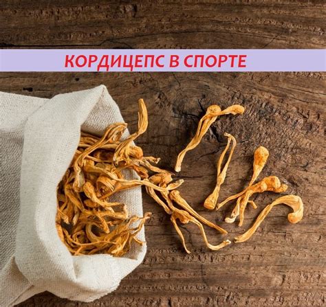 Кордицепс для спорта — научные данные