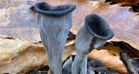 Champignon Comestible Ou Pas Secrets Des Champignons