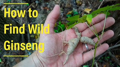 How To Find Wild Ginseng Youtube