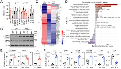 Il Stat Axis Dictates The Pnpla Mediated Susceptibility To Non