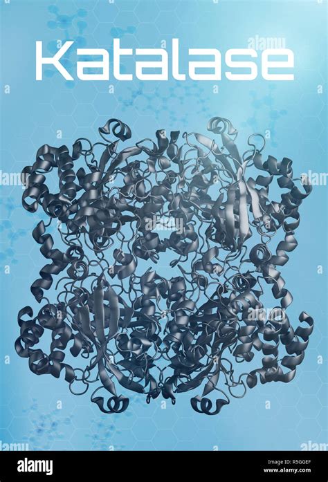 three-dimensional structure of catalase Stock Photo - Alamy