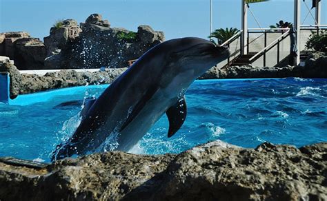 Kamogawa Seaworld Chiba Japan Official Mystays Hotel Group