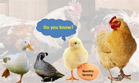 Poultry farming | Veterinary Science Hub