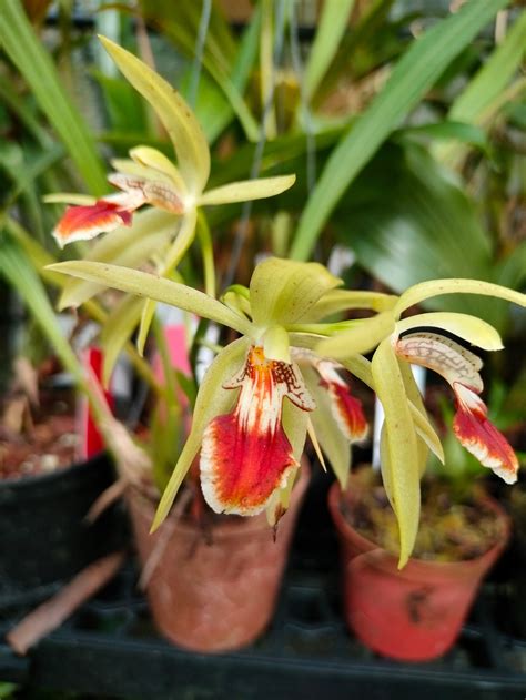New Rare Tropical Plants for sale this month - November | Orchid Botanics