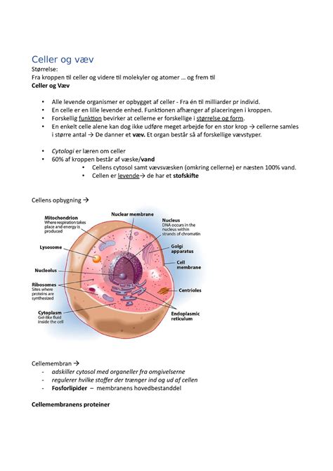 Celler Og V V Anatomi Og Fys Celler Og V V St Rrelse Fra Kroppen