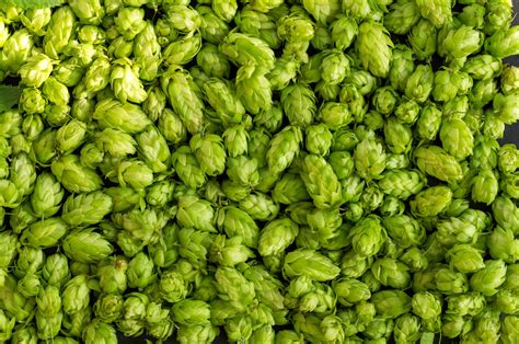 New English & European Hop Varieties Available in Spot Volume! - Cryer Malt