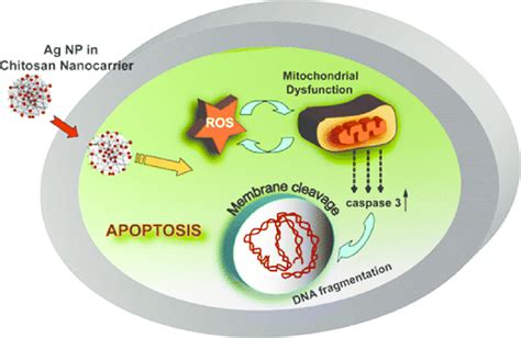 Schematic Illustration Of Induced Apoptosis In Ht 29 Cells By Chitosan