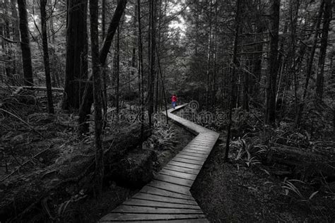 Black and White Artistic Photo of a Woman in Rain Forest Stock Image ...