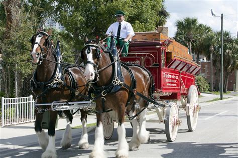 Clydesdale Horse Breed Guide: Characteristics, Health & Nutrition | Mad ...