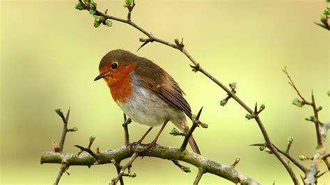 Robin Bird Wallpapers - Top Free Robin Bird Backgrounds - WallpaperAccess