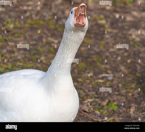 Angry Goose Teeth