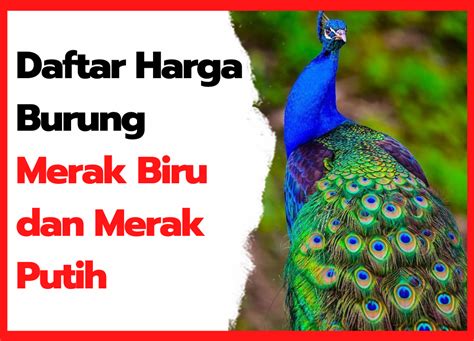 Daftar Harga Burung Merak Biru Dan Merak Putih