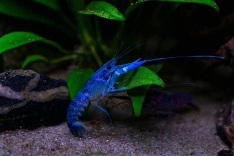 Electric Blue Crayfish: Full Care Guide (Setup, Mates & Diet)