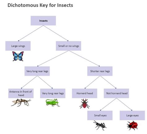 What Is A Diagram In Science