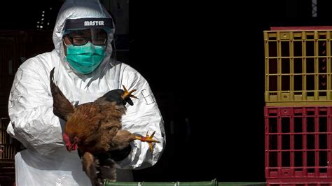 Chilean Mans Bird Flu Infection Has Concerning Mutations World