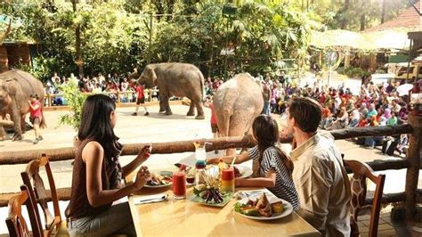 6 Fasilitas Restoran Di Taman Safari Bogor Ada Rimba Foodcourt Hingga