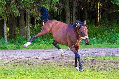 Horse Kick Out Stock Photos Pictures And Royalty Free Images Istock