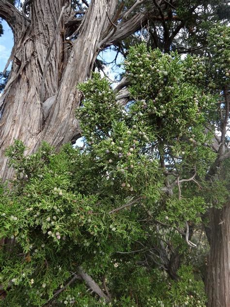 White Cedar Tree