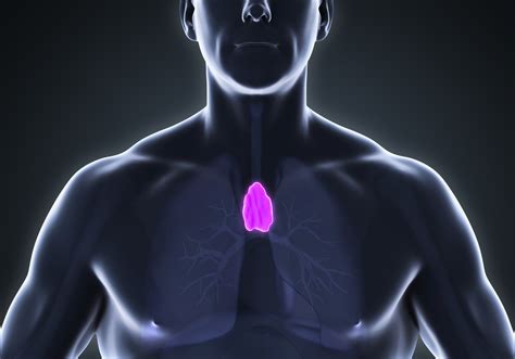 Thymus: Facts, Function & Diseases | Live Science