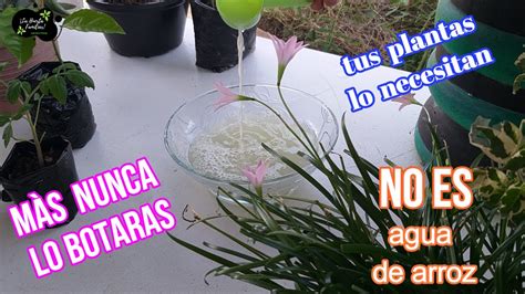 Úsalo en tus plantas y crecerán más rápido NO ES AGUA DE ARROS Abono