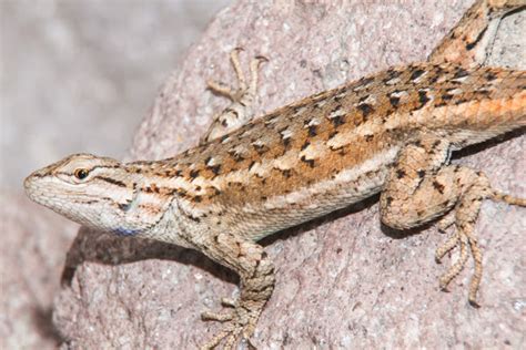 Southwestern Fence Lizard Project Noah