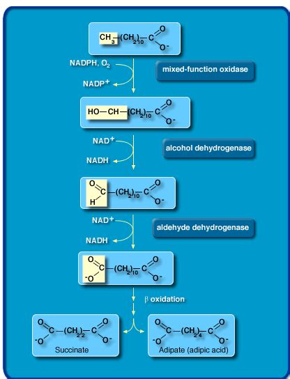 World Of Biochemistry Blog About Biochemistry Metabolic Maps About