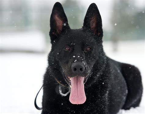 German Shepherd Black Lab Mix Puppies