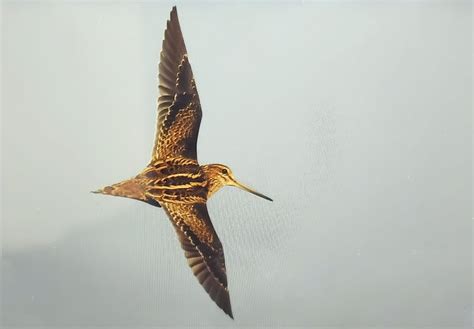 Tarsiger On Twitter Pintail Snipe Gallinago Stenura Photographed At