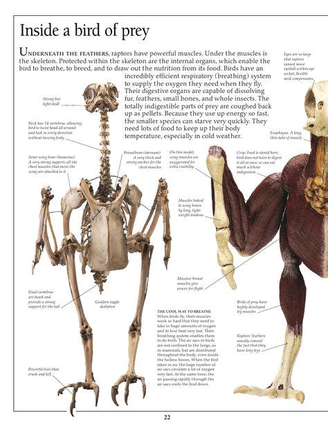 Pin By Timothy Klanderud On Birds In 2019 Muscle Anatomy Birds Of