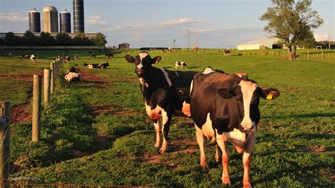 Indicadores de sustentabilidade ambientais na pecuária leiteira