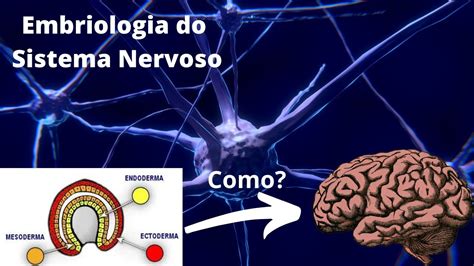 Embriologia Do Sistema Nervoso Neuroanatomia Simplificada Ângelo