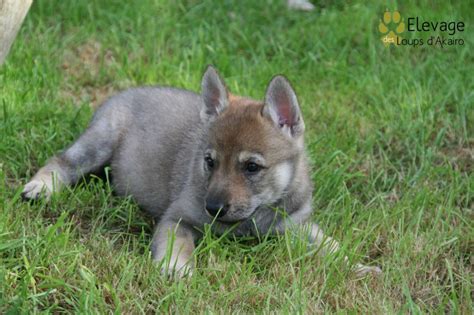 chien loup tchécoslovaque chiot #2