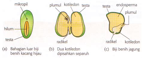 Gambar Pertumbuhan Kacang Hijau - GAMBAR TERBARU HD