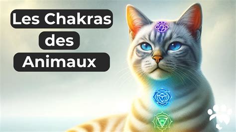 Découvrez le Monde Fascinant des Chakras des Animaux YouTube